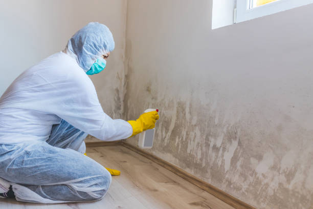 Licensed Basement Mold Remediation service in Nicktown, PA - WQB Mold Removal
