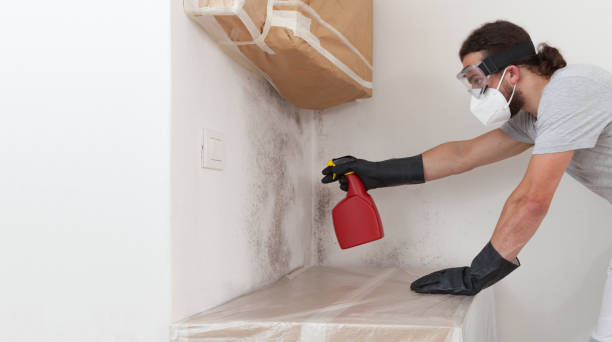 Professional Basement Mold Remediation technician working in Nicktown, PA