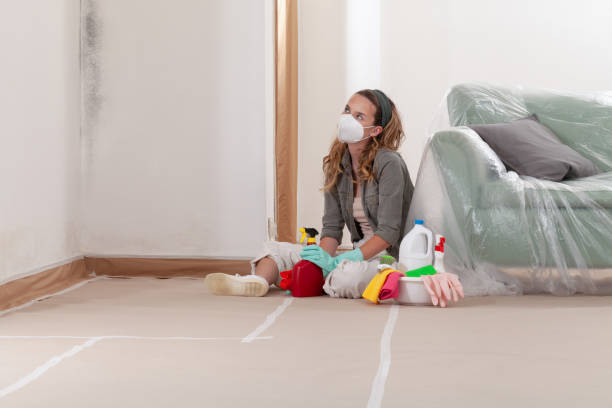 Reliable Basement Mold Remediation contractor in Nicktown, PA by WQB Mold Removal