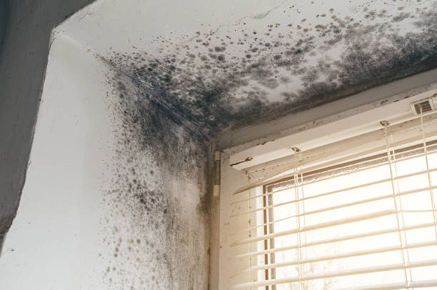 Affordable Basement Mold Remediation solutions in Nicktown, PA