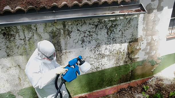 Top rated local Basement Mold Remediation specialists in Nicktown, PA